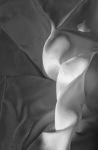 Cloth curves 16