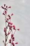 Coral bells on fogged glass