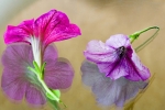 Petunias and reflections