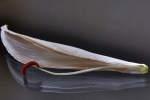 Dried lily with stamen on glass