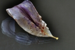 Dried lily petal on glass 4