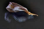 Dried lily on glass 1