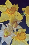 Crumpled daffodils contre-jour 2