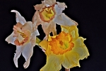 Crumpled daffodils 2