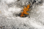 Leaf-on-ice-2