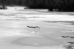 Misty frozen pond flotsam