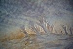 Petrified forest in sand